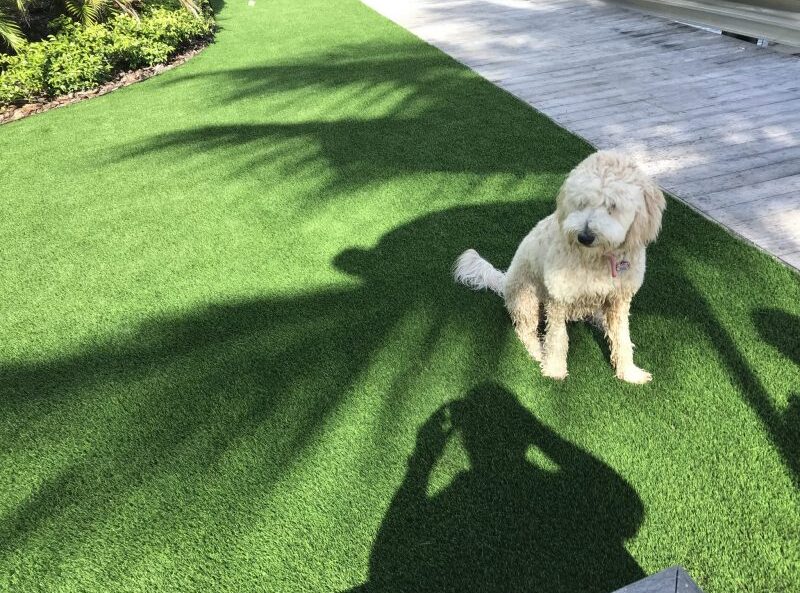synthetic-grass-pet-friendly-fort-lauderdale