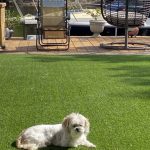 synthetic-lawns-florida-pet-yard