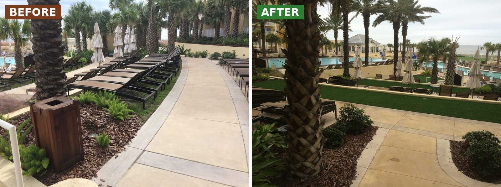 Omni Amelia Island before and after: palm-lined walkway lawn by the loungers Before and after synthetic turf installation at Omni Amelia Island Resort: palm-lined walkway lawn by the loungers
