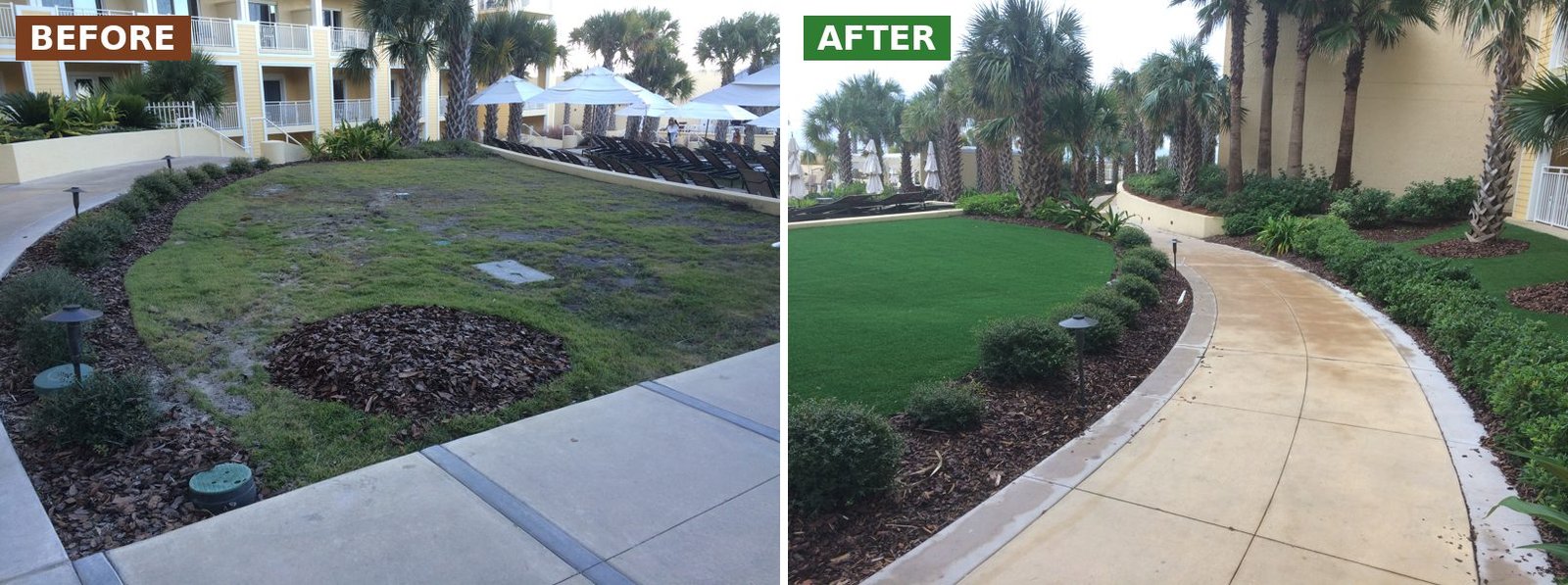 Omni Amelia Island before and after: curved lawn by the hotel wing Before and after synthetic turf installation at Omni Amelia Island Resort: curved lawn by the hotel wing
